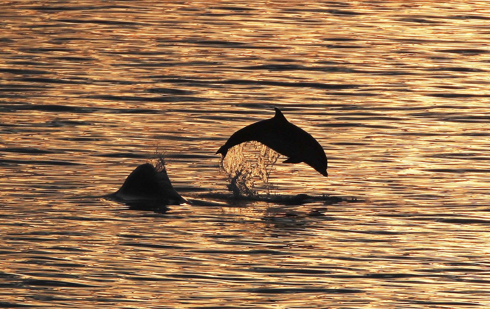 A pod of bottlenose dolphins was spotted off the coast between Whitley Bay and Cullercoats Bay in the North East (Owen Humphreys/PA)