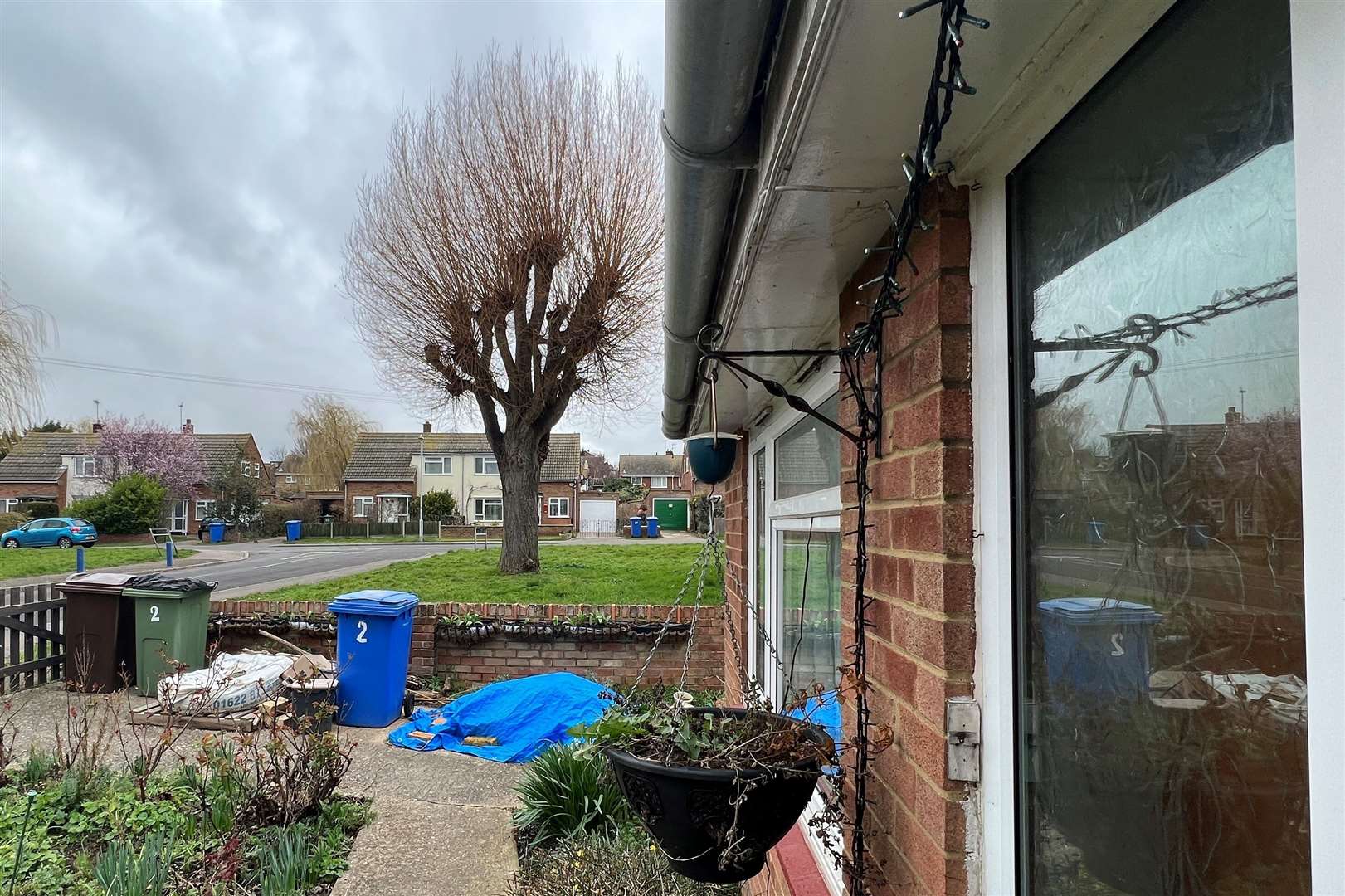 The tree from Virginia's home in Kent Avenue, Minster. Picture: Megan Carr