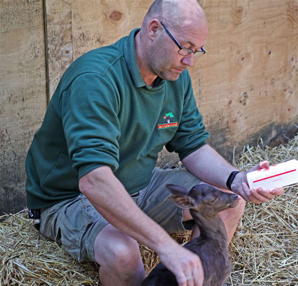 The black fallow fawn was rejected by her mother. Picture: Wildwood Trust