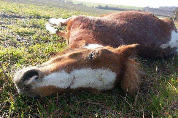 Dead horse that was dumped in Maplescombe Lane, Farningham