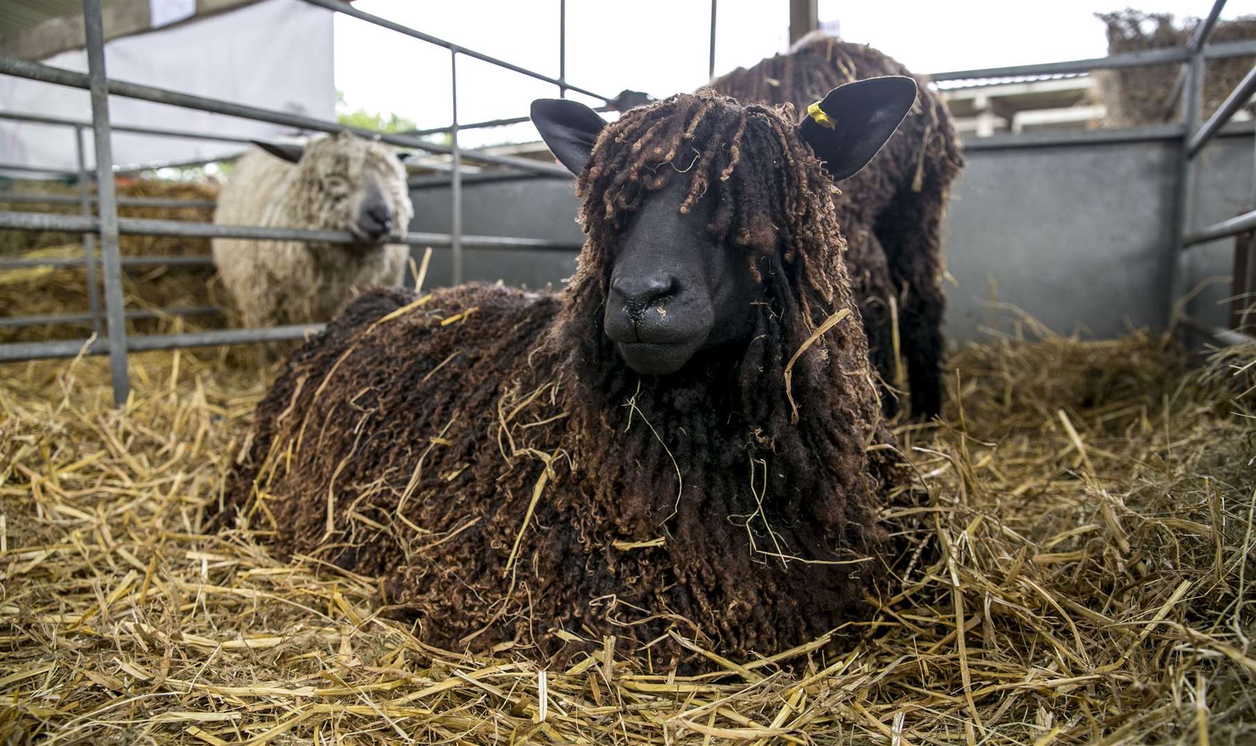 Sheep are a feature of the Kent County Show