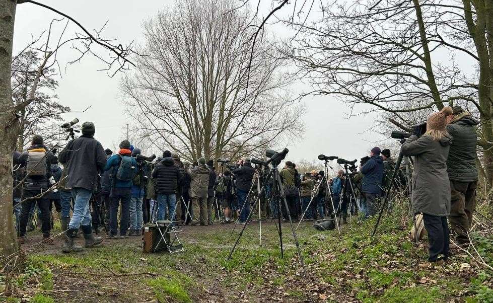 Dozens of birdwatchers camped out to see the rare yellow warbler. Picture: Neil Colgate