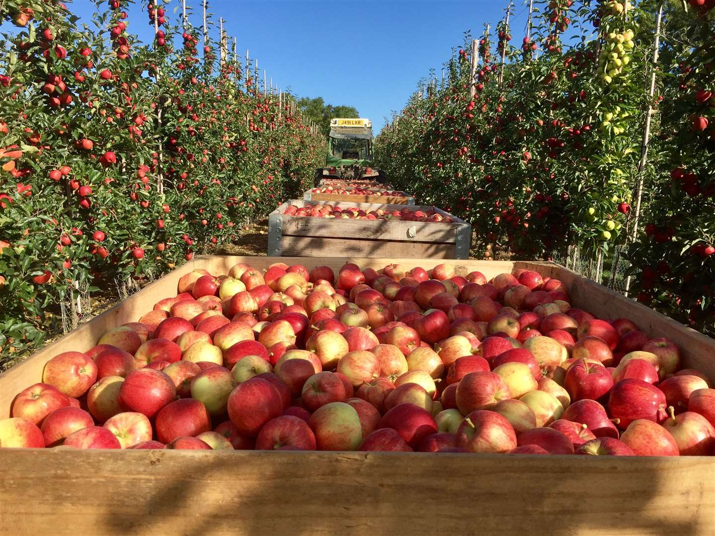 AC Goatham's apples and pears.