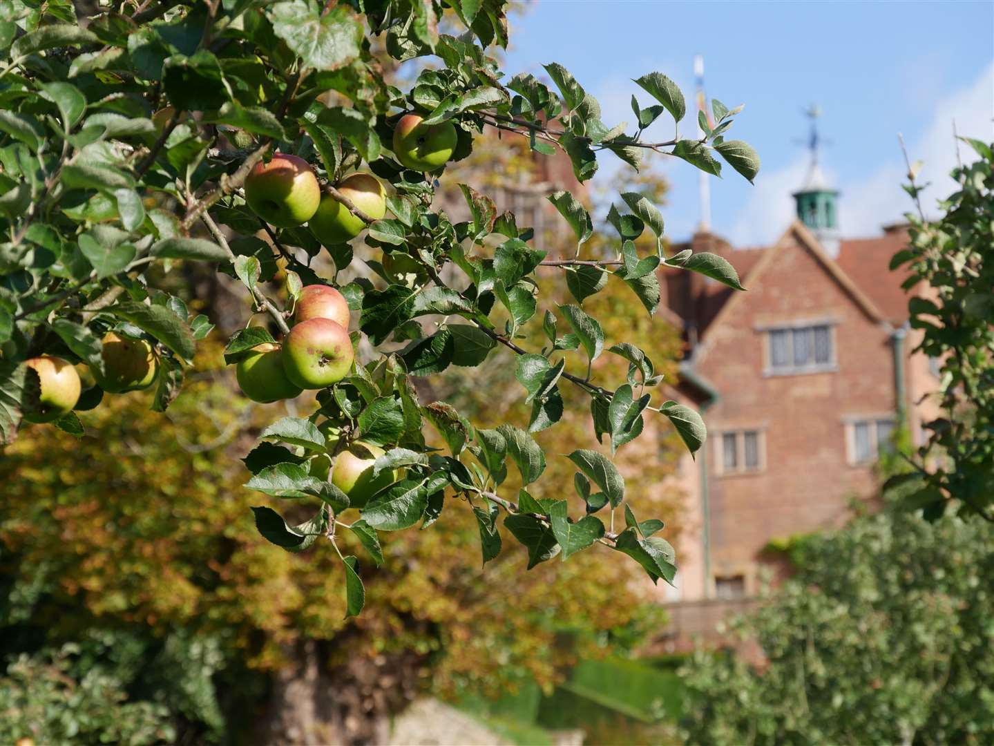 Apples in the orchard at Chartwell Picture: National Trust Images