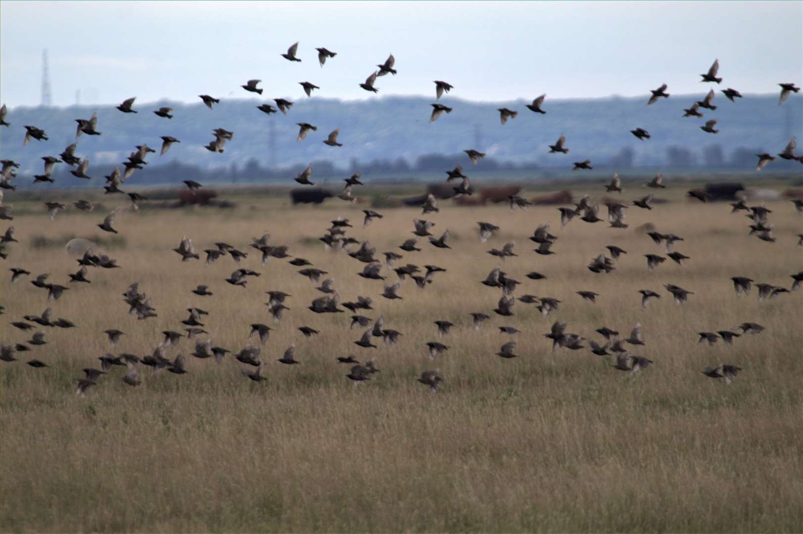 Starlings fly together