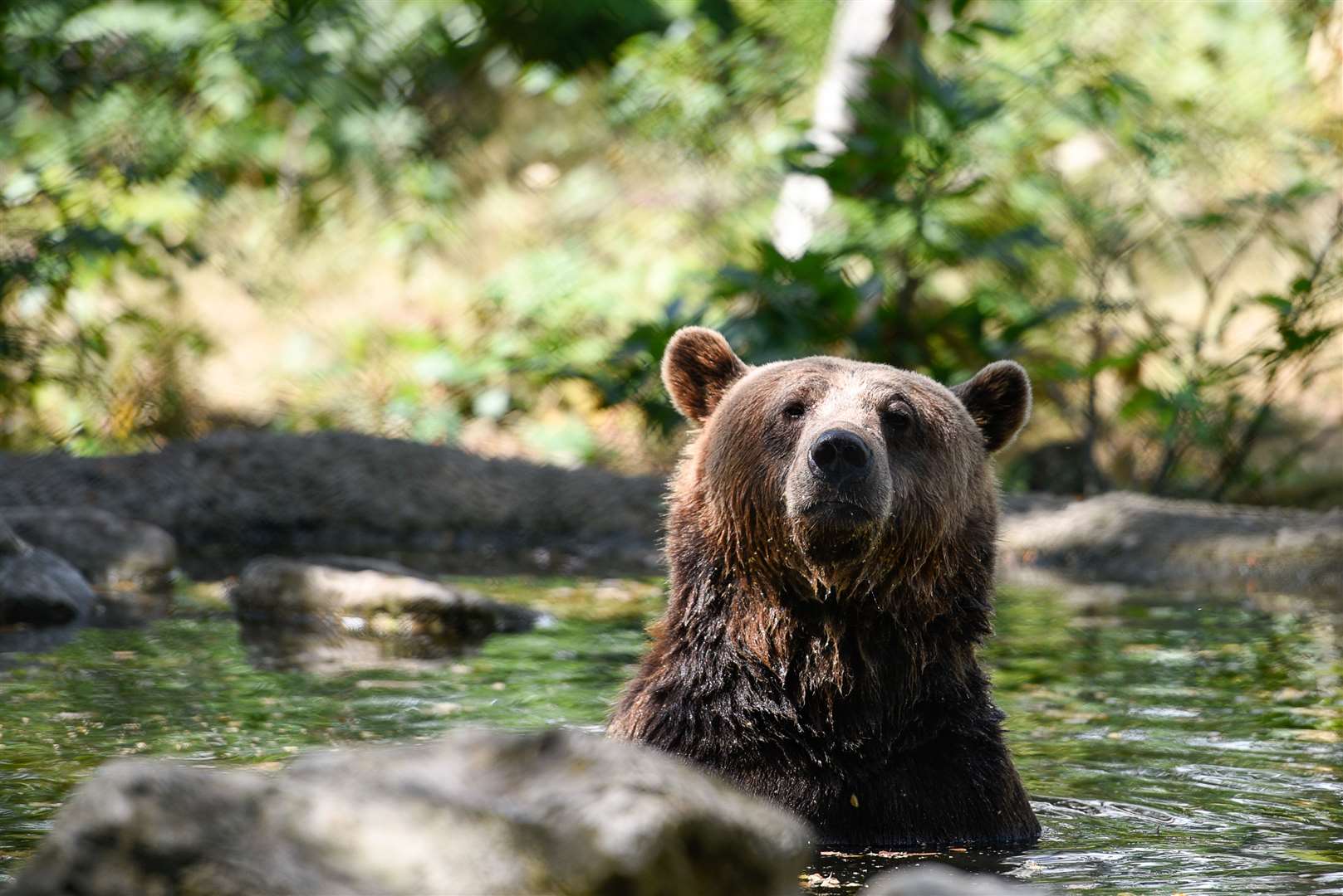 Bears are among the more social animals at the trust. Picture: Alan Langley