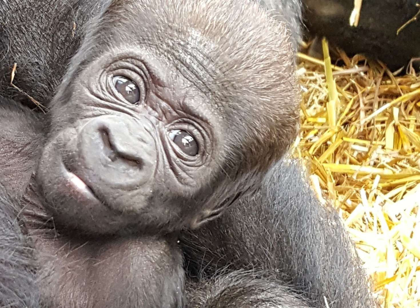Baby gorilla born at Howletts in 2016