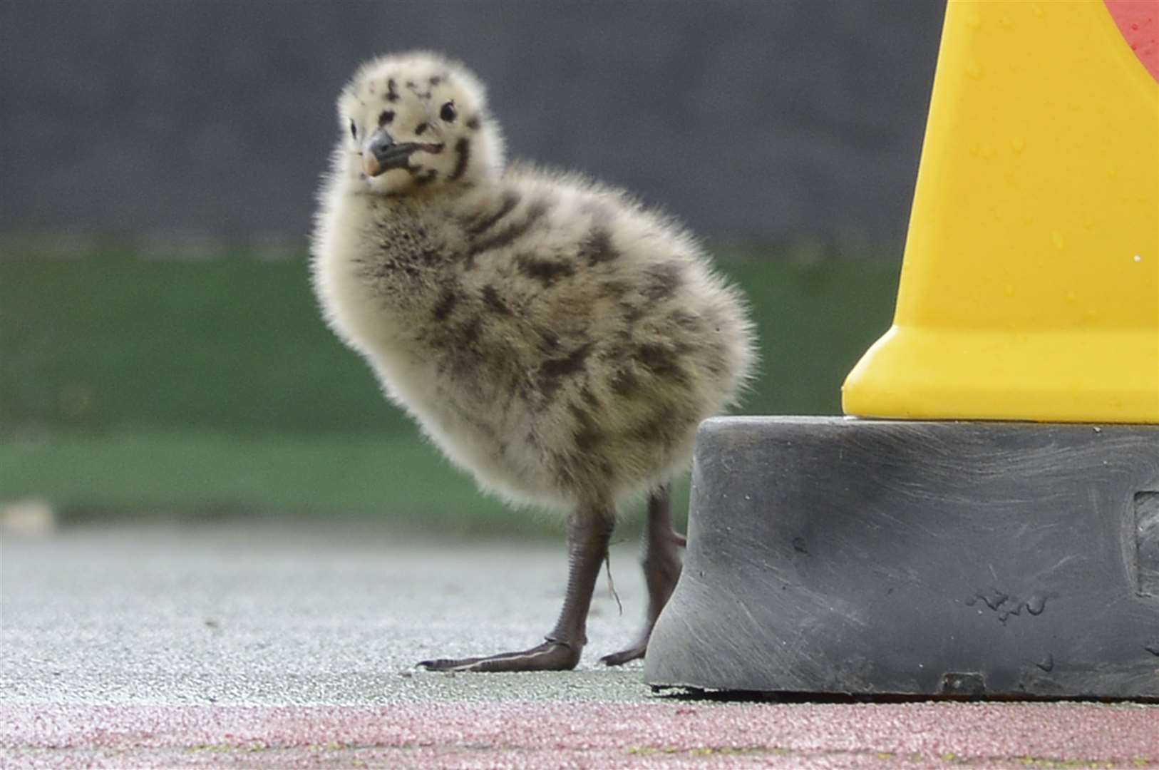 Seagull chicks Picture: Paul Amos