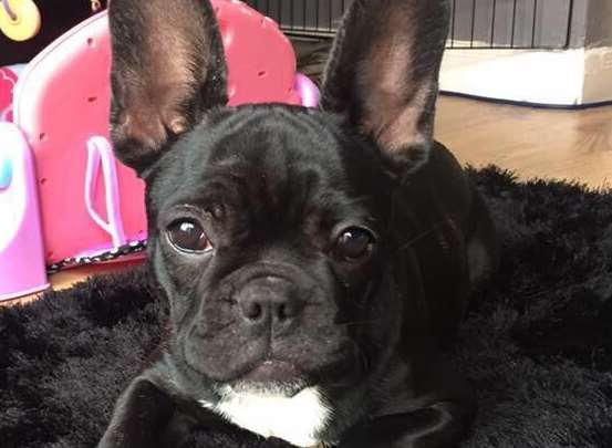 The French Bulldog has been reported stolen from East Farleigh.
