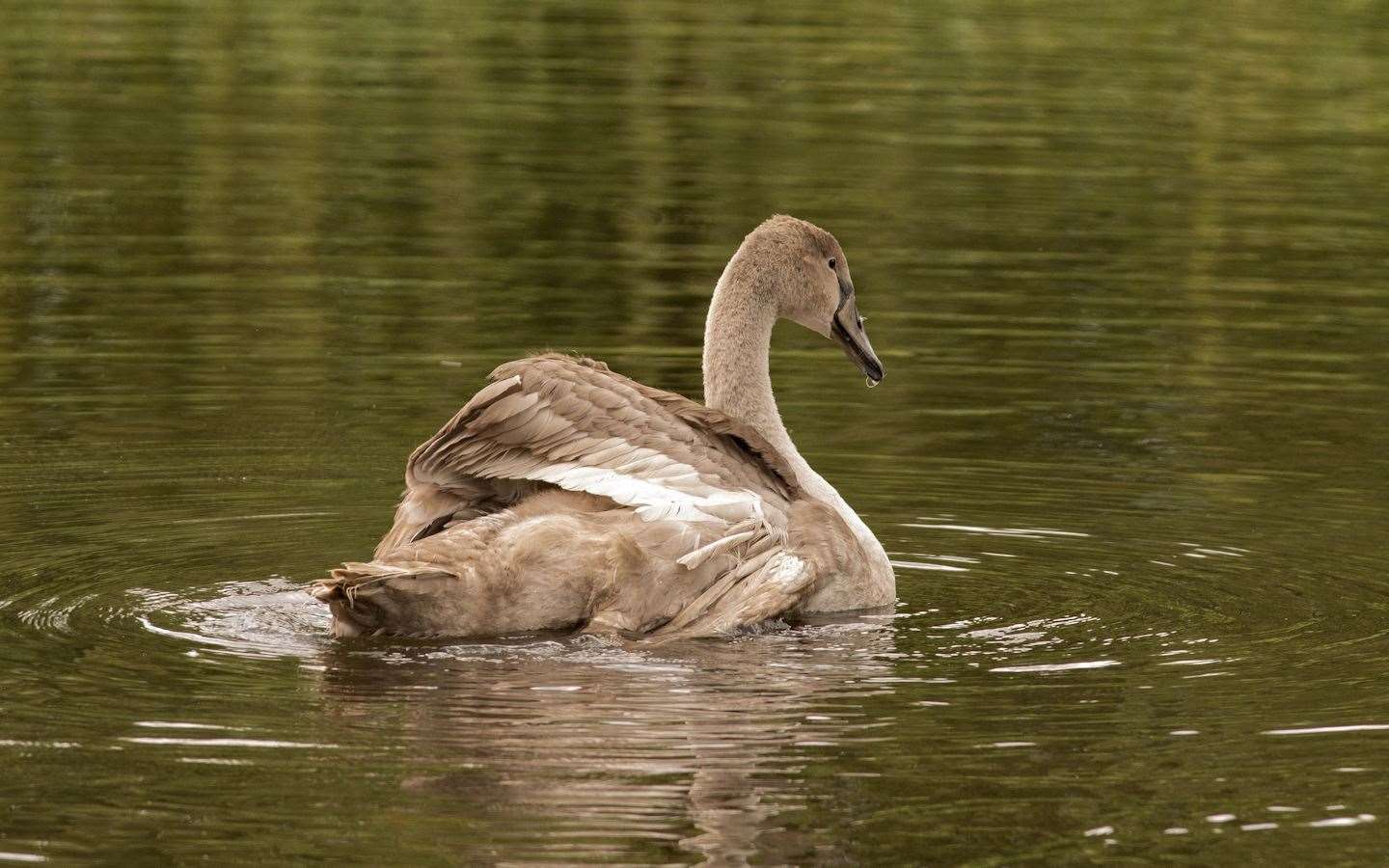 The cygnet was fine just a week ago