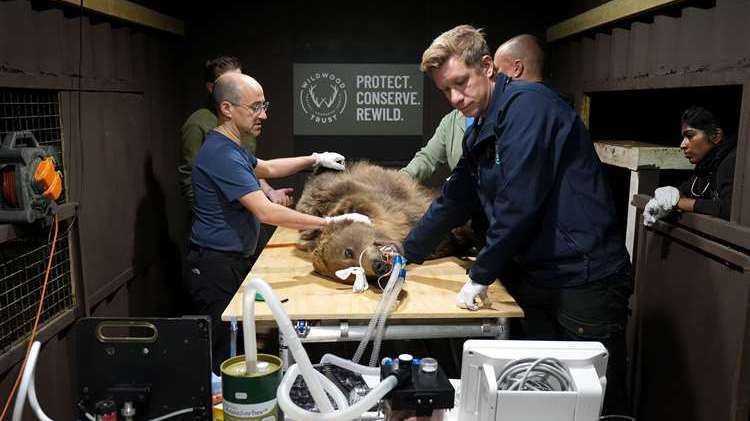 Two-year-old Boki on the operating table in Canterbury. Picture: Gareth Fuller/PA