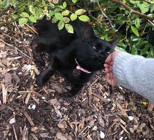 Sammy the Asda Cat once travelled to Medway by herself