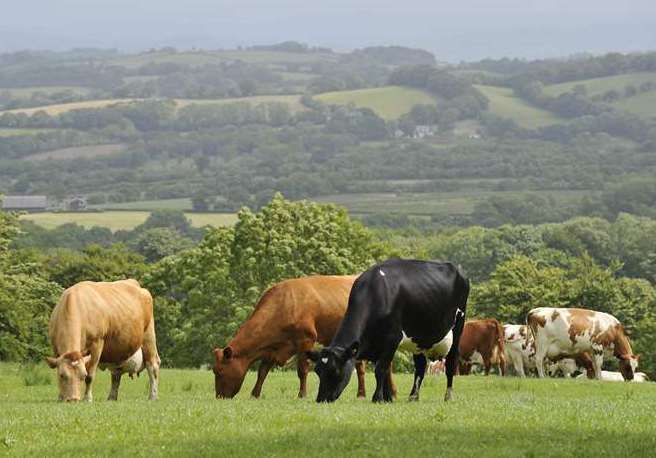 Bluetongue is an animal disease that affects livestock such as cattle and sheep. Picture: PA