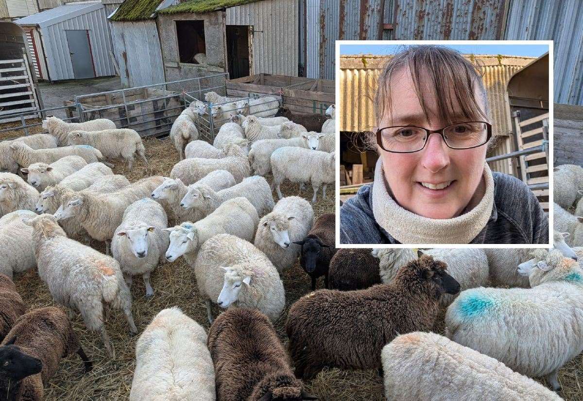 Pregnant Ewes Harassed by Dogs in St Marys Bay, Lambs at Risk