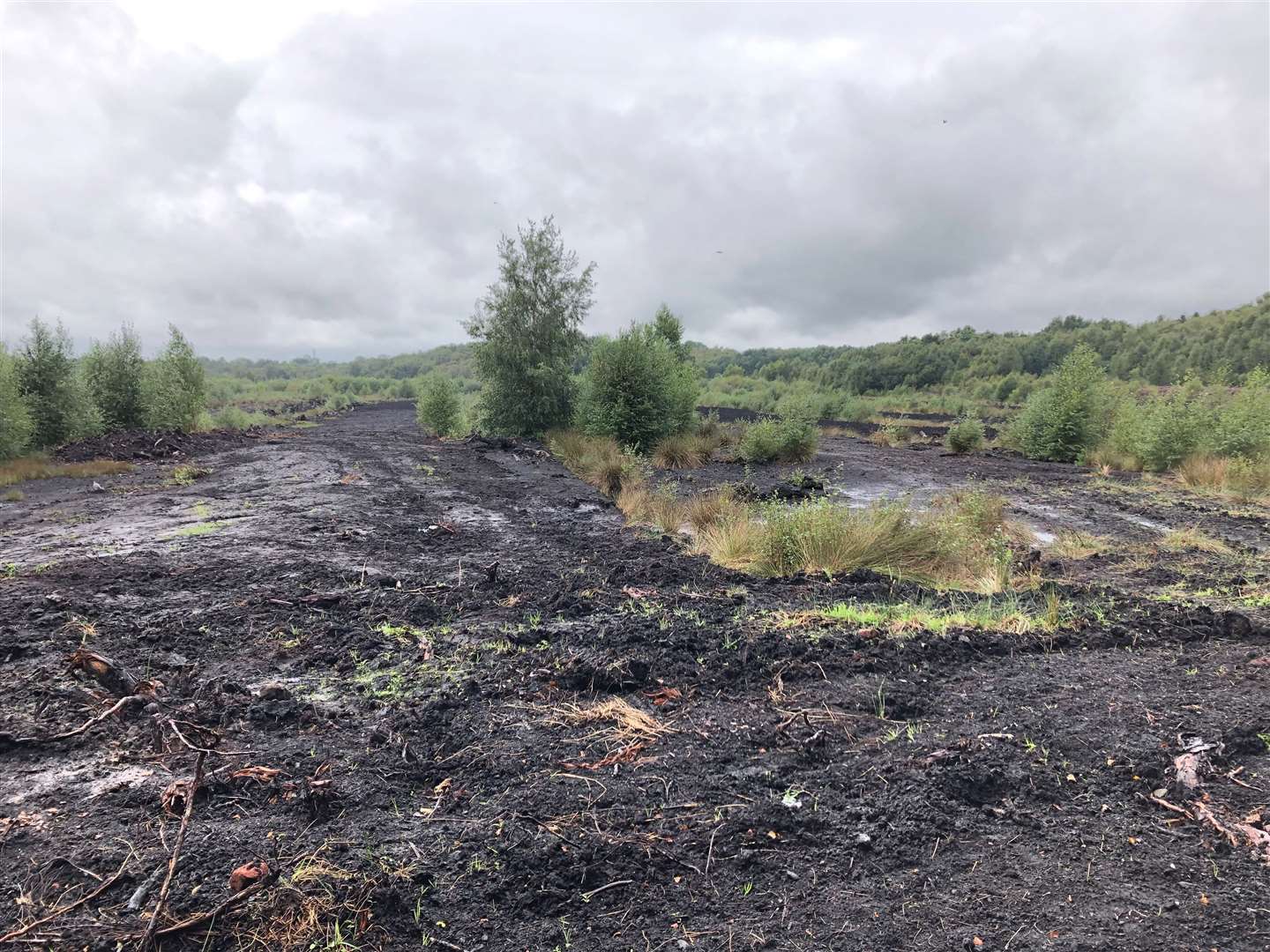 Peat stores carbon and provides habitat but loses those functions if it is damaged (Emily Beament/PA)