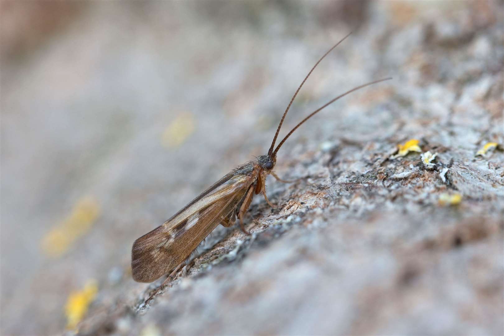 Caddisflies are one of the families that are recovering better than most (Alamy/PA)