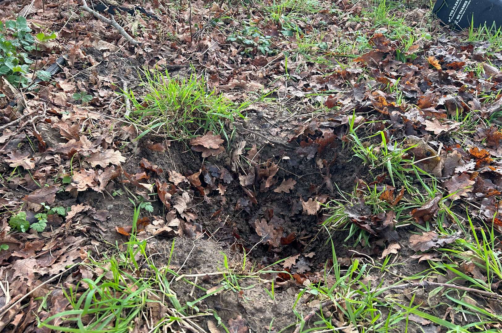 Ashford Borough Council has apologised after a subcontractor buried his dead cat in a woman's garden