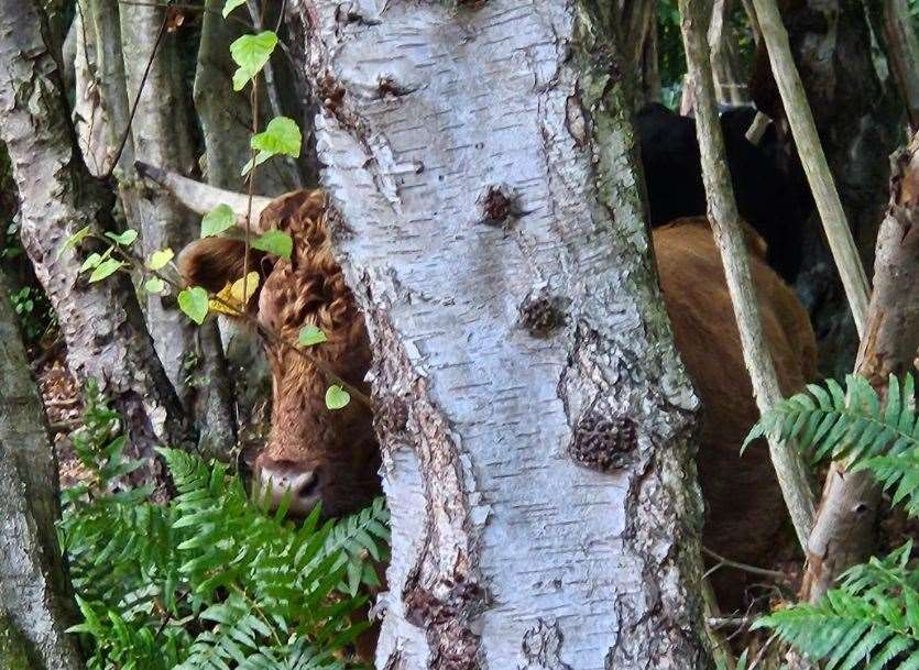 The Dexter Cattle were attacked in Hunstead Woods near Canterbury. Picture: Kent Wildlife Trust