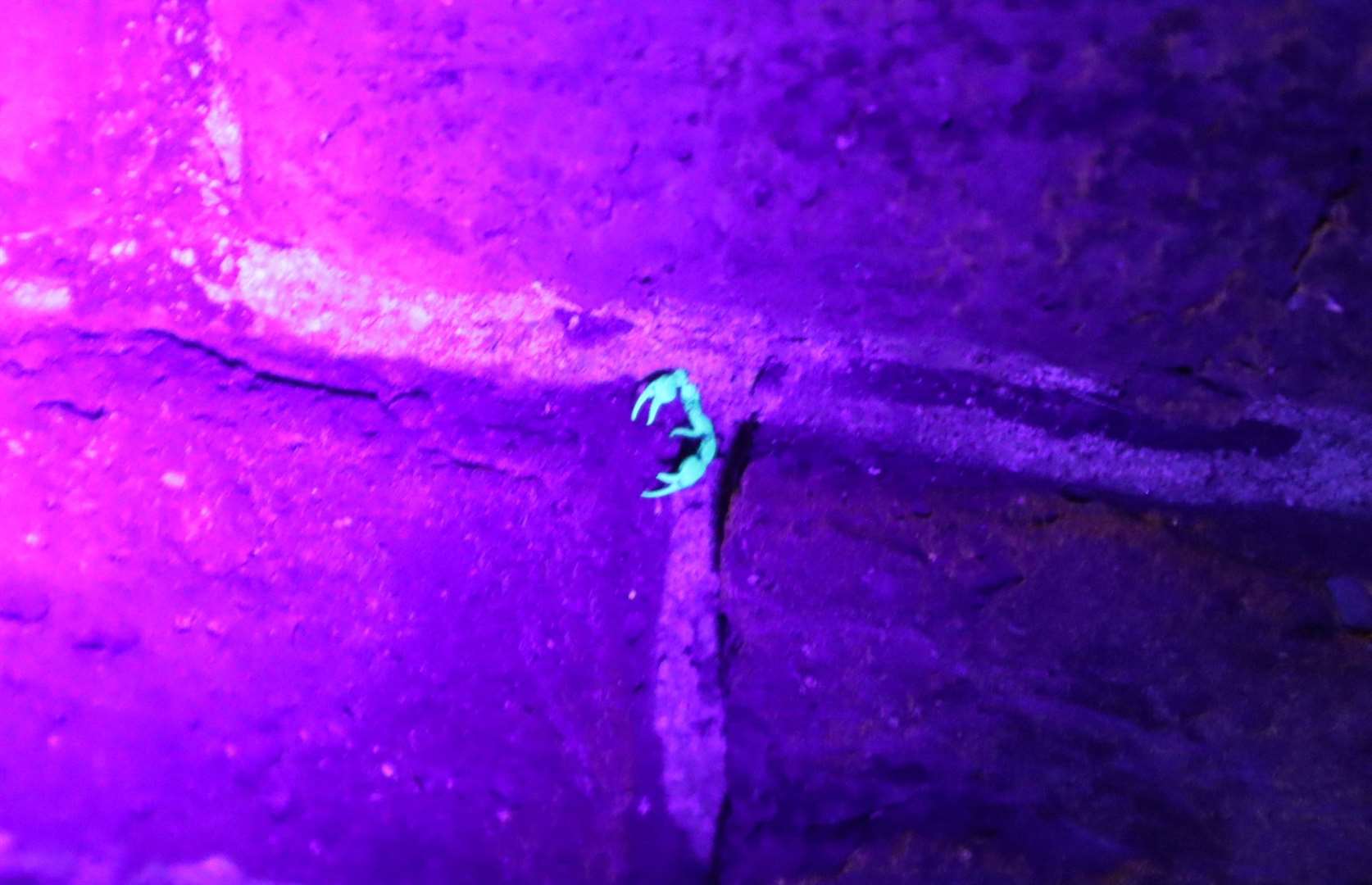 Scorpion claws glowing in UV light at Blue Town, Sheerness. Picture: John Nurden