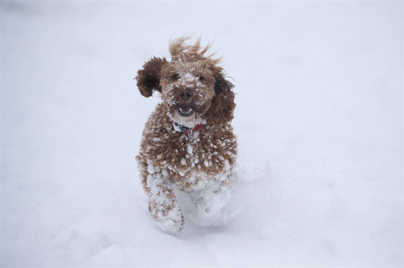 Willow, a one-year-old Cockerpoo, enjoys the snow in Wye National Nature Reserve near Ashford in Kent (Andrew Matthews/PA)