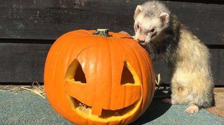 Halloween Half Term Fun at the Farm