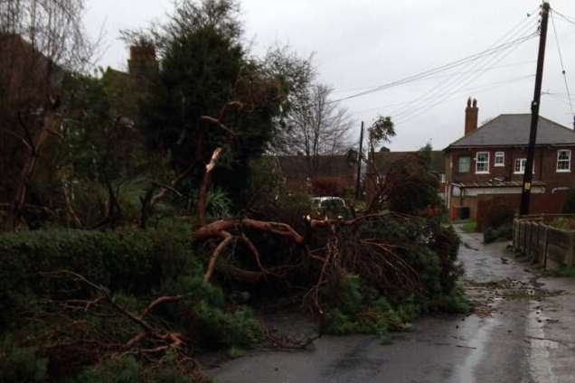 A fallen tree blocks Chart Hill Road in Chart Sutton. Picture: Carolyn Chapman