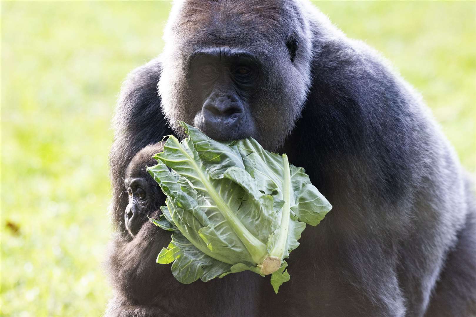 Effie and baby Venus, the western lowland gorillas at London Zoo (Matt Alexander/PA)