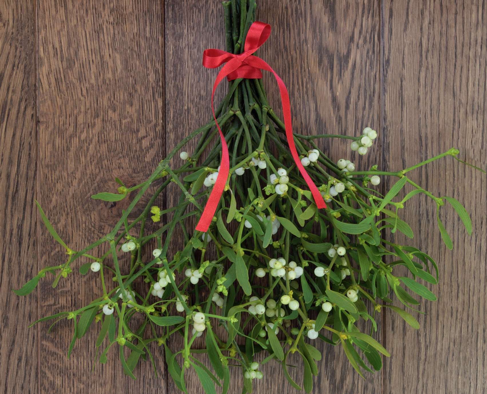 Christmas mistletoe