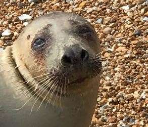 The attack happened at Shakespeare Beach in Dover last week. Picture: RSPCA