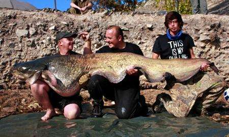 Giant catfish