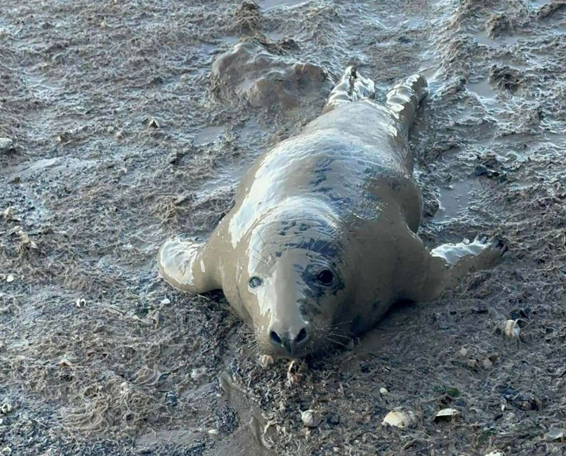 A baby seal was spotted at Leysdown Beach. Picture: Daniel Ward