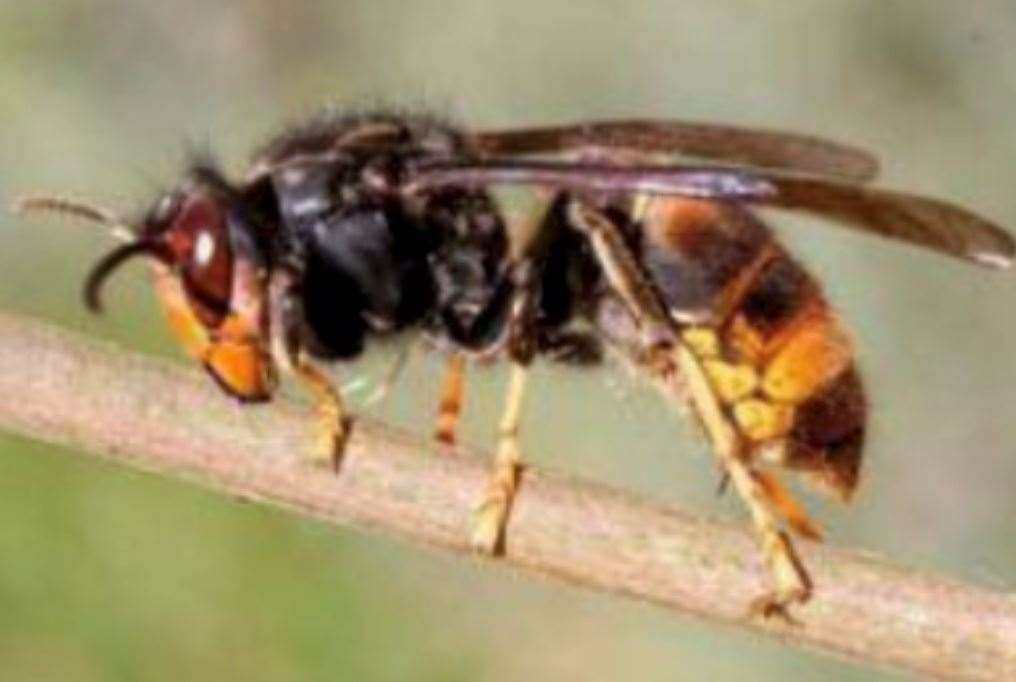 The British Bee Keepers Association fears the arrival of the Asian hornet