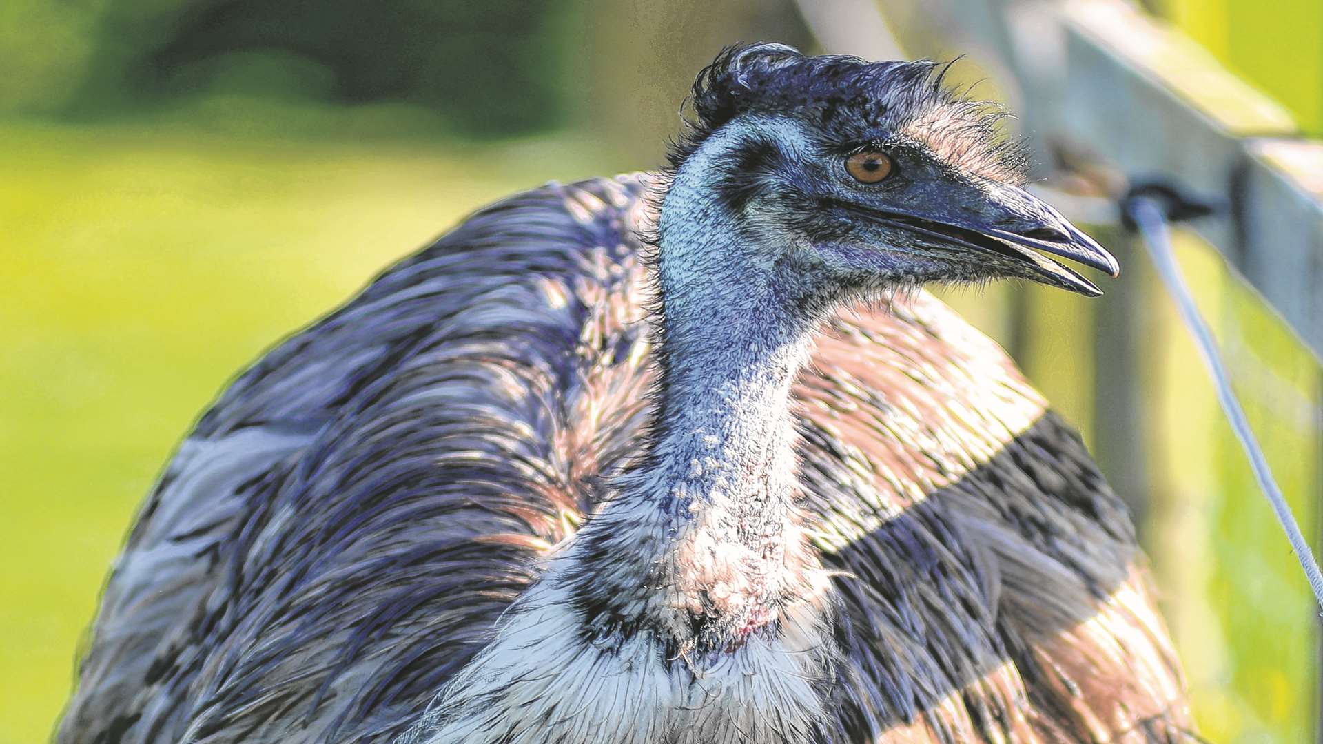 The emu that's taken up residence on a farm in Shadoxhurst