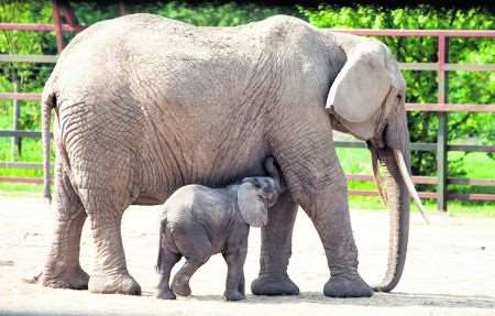 Elephants at Howletts