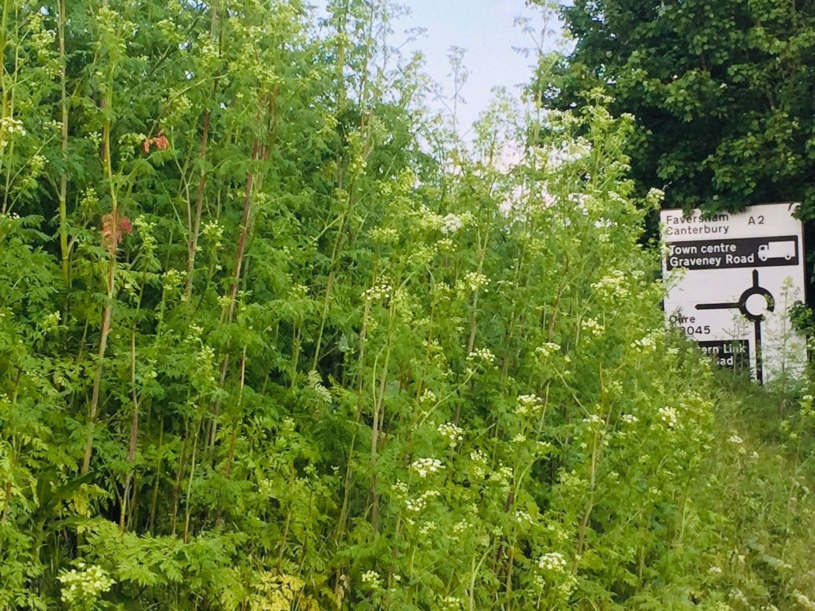 Hemlock along the A2 in Ospringe. Picture: Graham Elvy