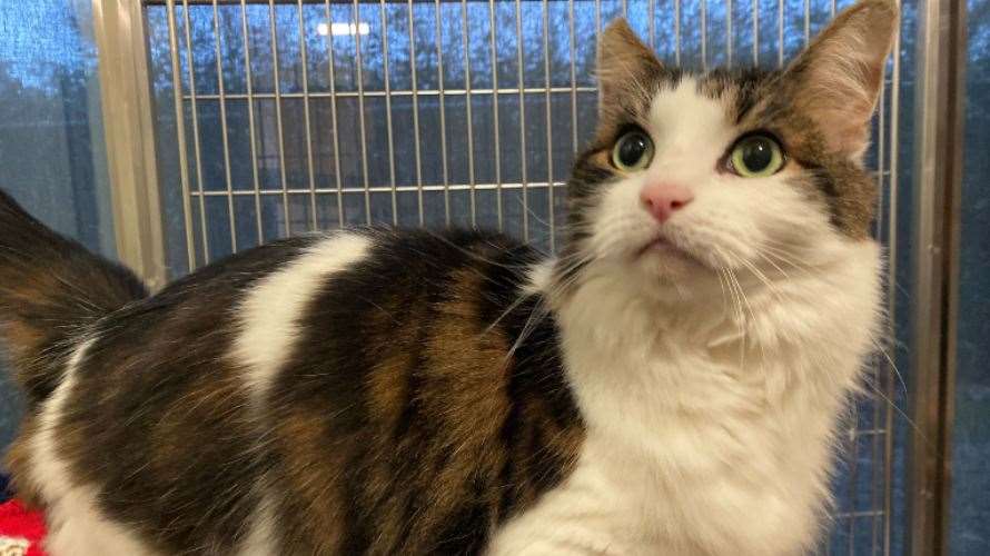 Milly, a 10-year-old domestic short-hair at Battersea Brands Hatch