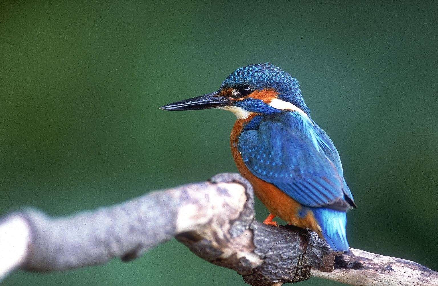 It is hoped the move will improve the habitat for water birds including kingfishers (Canal and River Trust/PA)