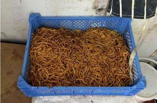 Cooked noodles were being kept in an uncovered crate at Ho Ho Chinese, Folkestone