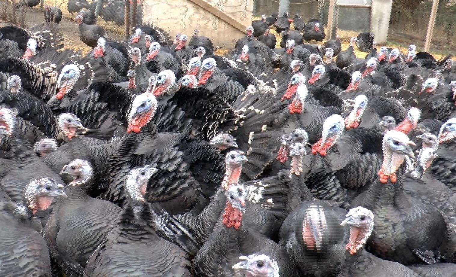 Some of the 1,200 turkeys on the farm (5535088)