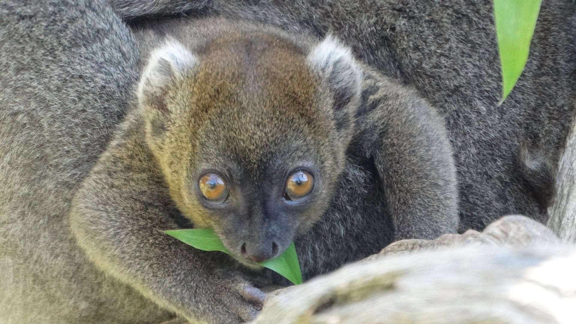 The as-yet-unsexed and unnamed youngster was born to breeding male Raphael and female Bijou (Cotswold Wildlife Park/PA)