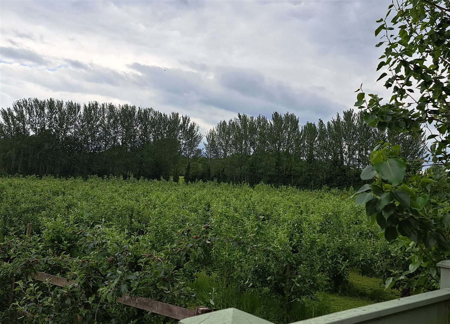 A view of the existing orchard at Ivy Farm in East Malling