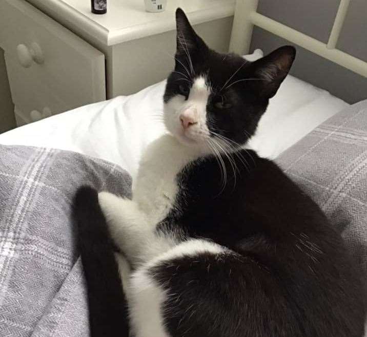 Ms Jonnson awoke to find the cat beside her in her bed. Picture: Jacey Jonnson