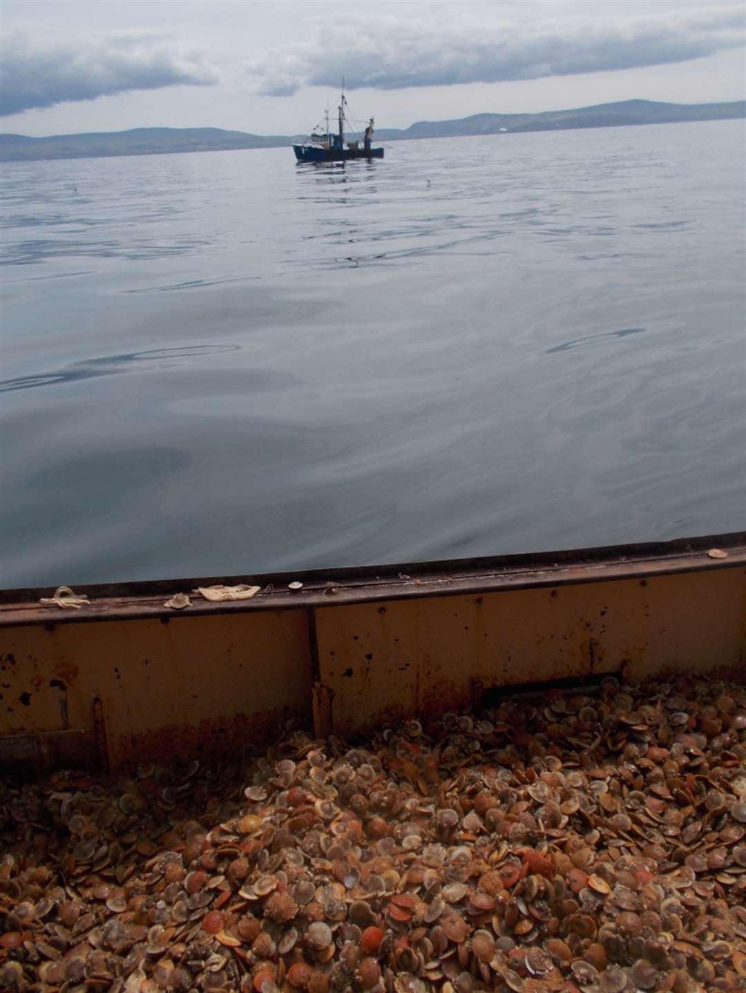 A haul of Queen scallop, the target catch species, caught during the experiment (Lucy Southworth/PA)