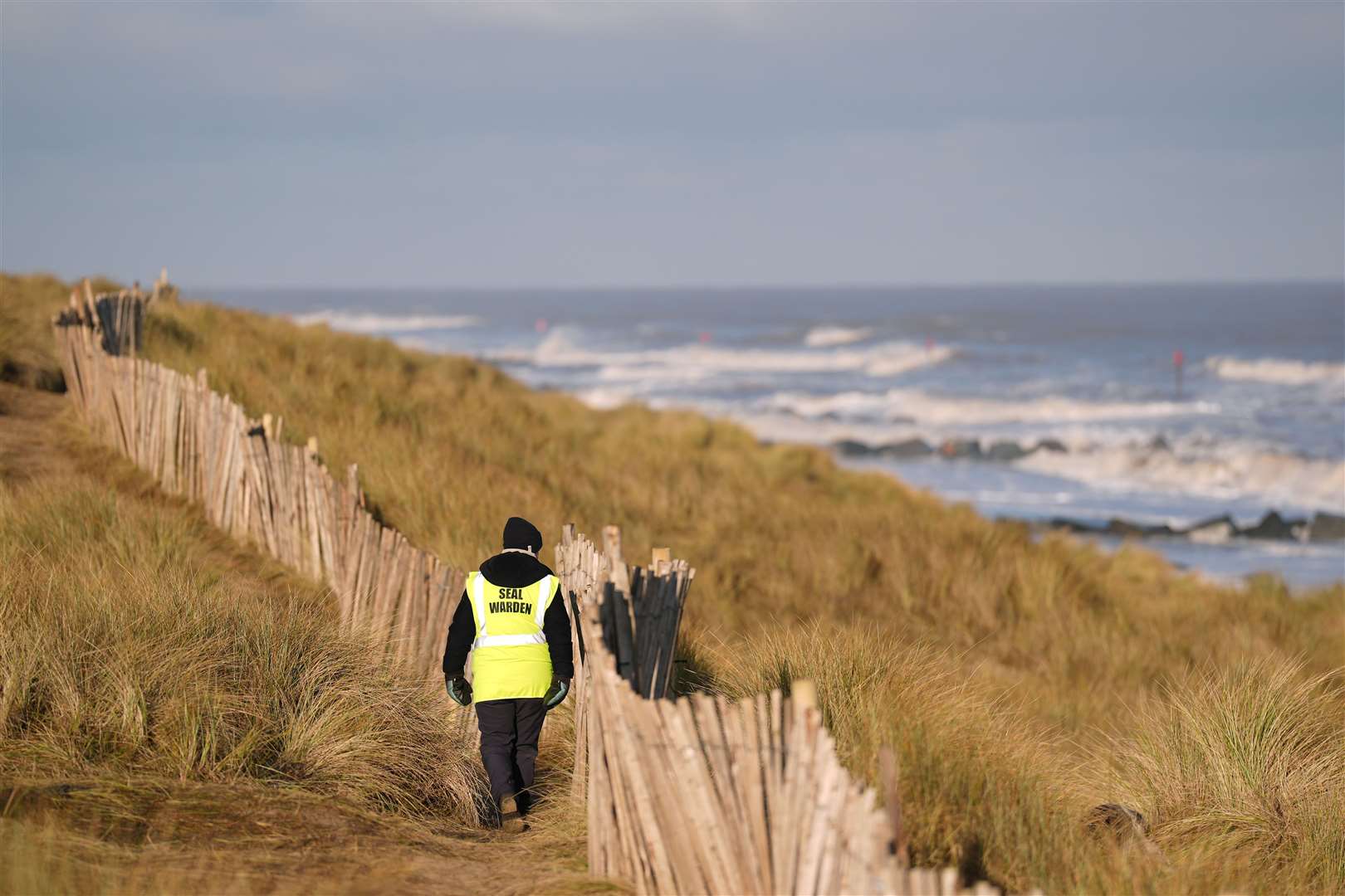 A seal warden monitors the grey seal colony at Horsey (Joe Giddens/PA)