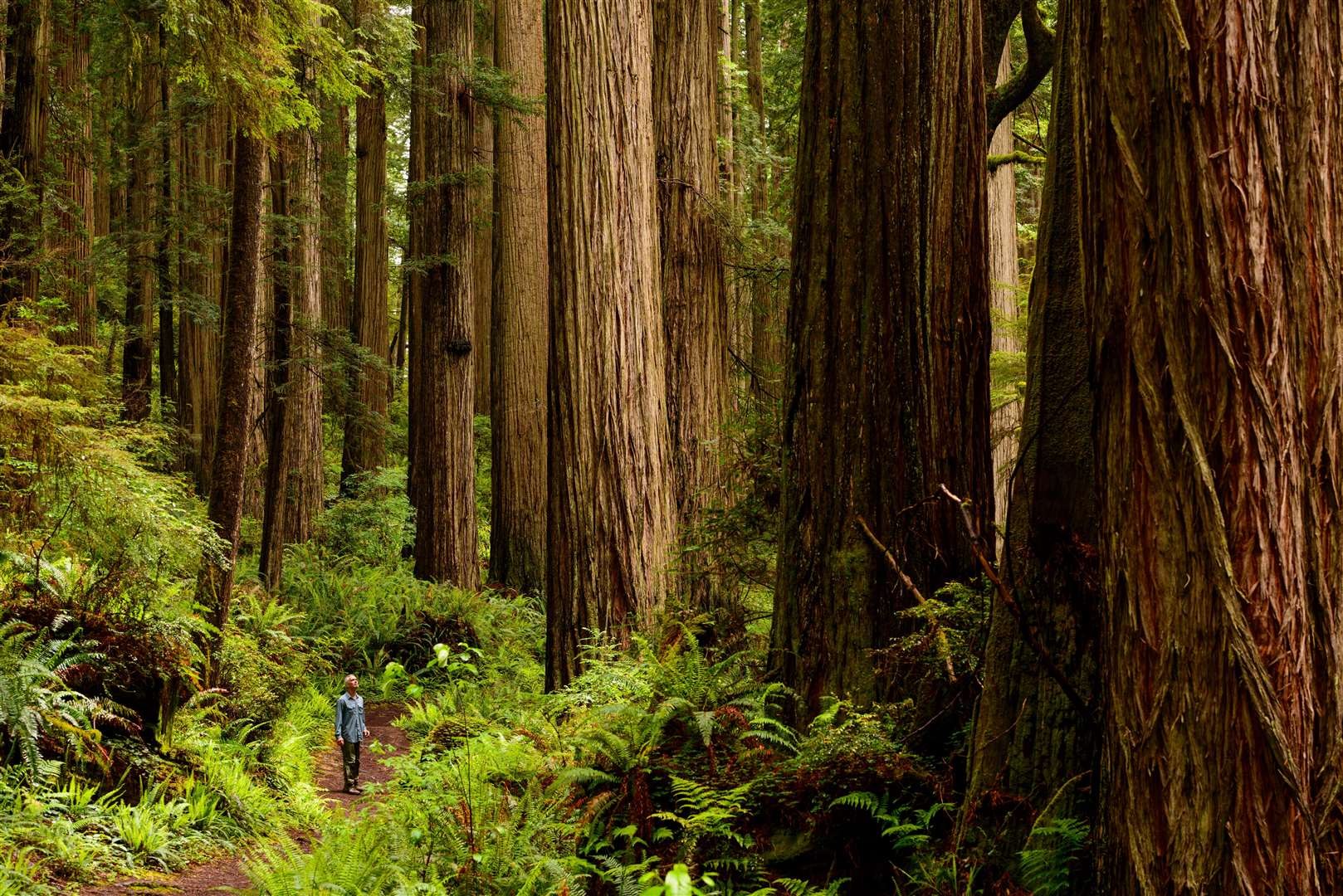 Redwoods are native to forests in northern California (Alamy/PA)