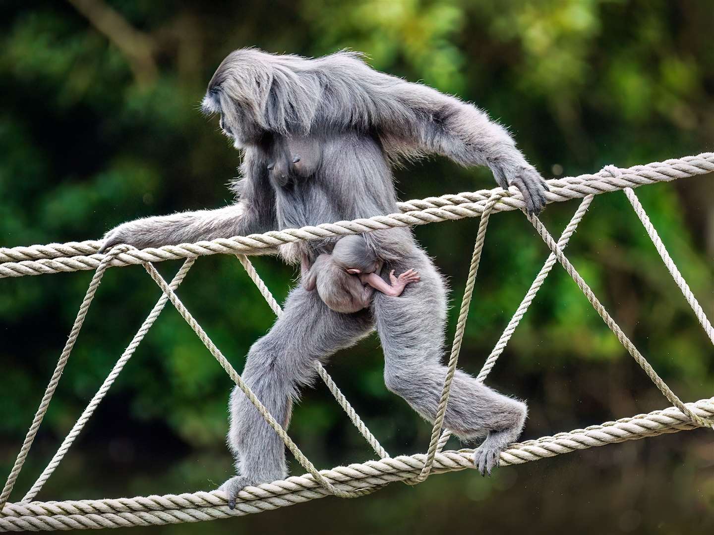 The baby silvery gibbon was welcomed to Curraghs Wildlife Park on September 11 (Stephen Corran/PicsByCorraste/PA)