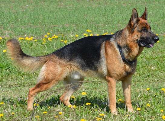 A German Shepherd. Stock image.