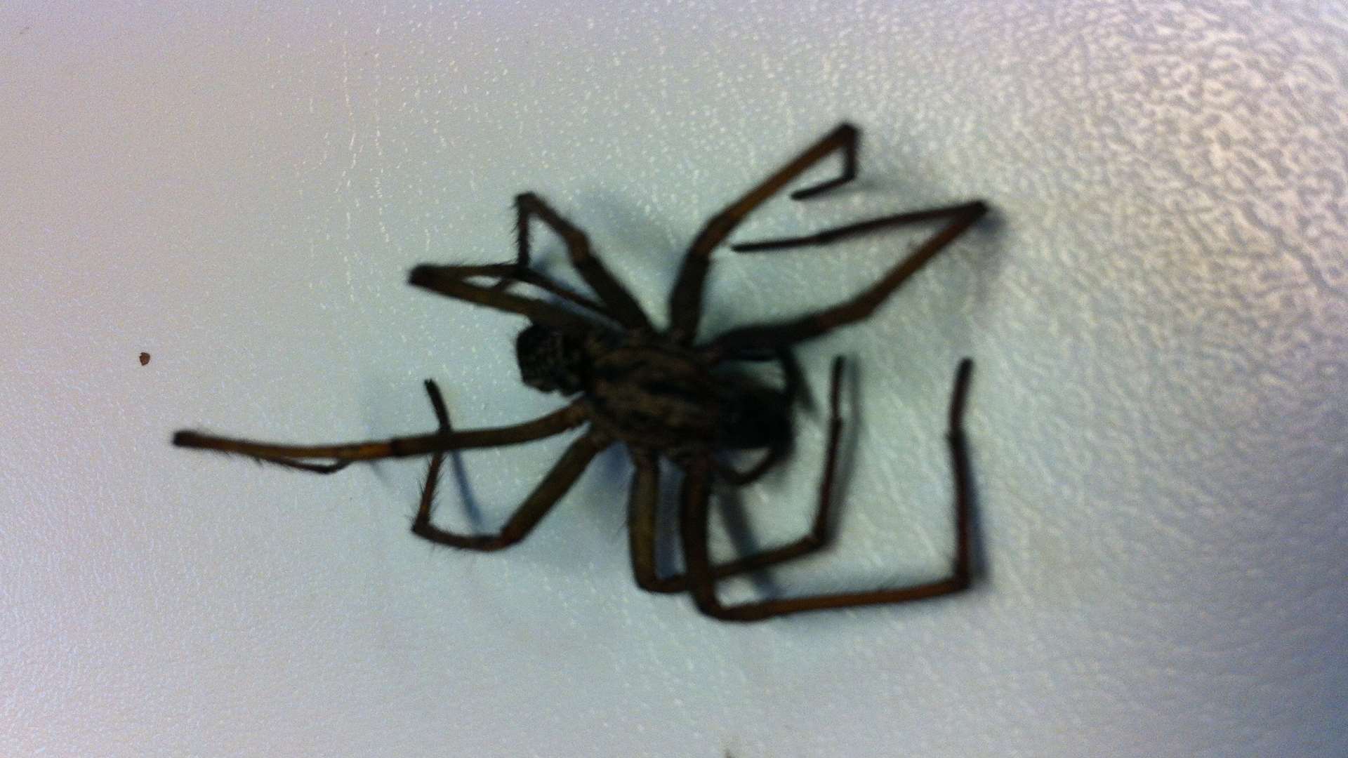 Mr Thorne thinks it could be a venomous false widow