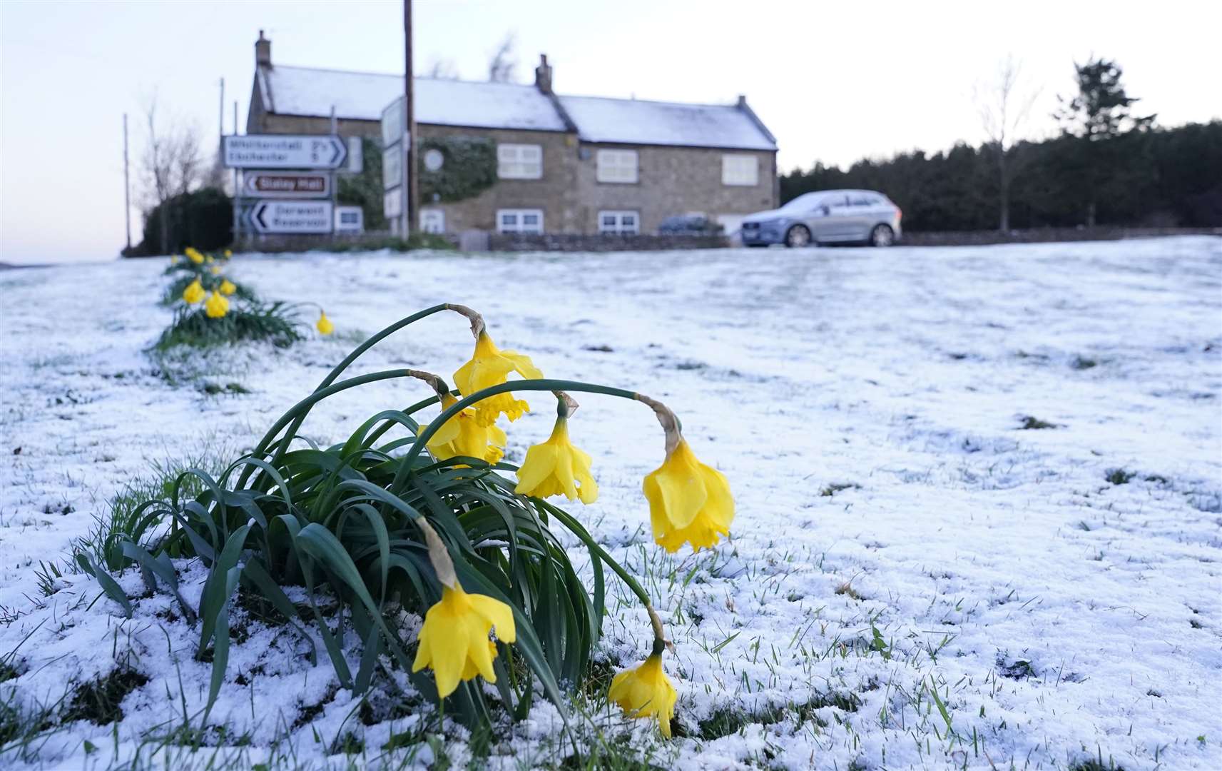 Daffodils wilt in the cold after snow fell overnight in Slaley, Northumberland (Owen Humphreys/PA)