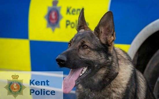 Police dog Yankee. Picture: Kent Police